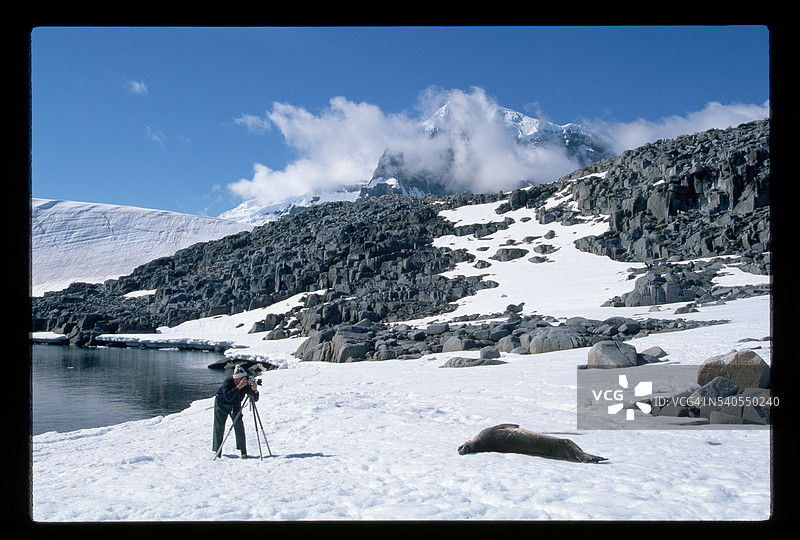 在南极半岛拍摄威德尔海豹图片素材