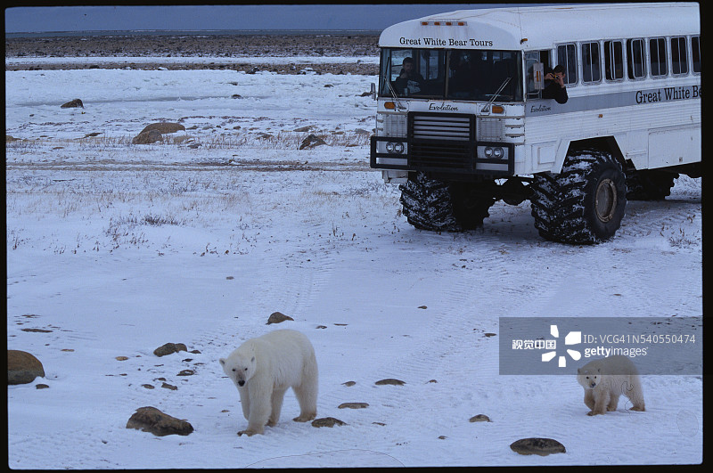 观赏北极熊的旅游巴士图片素材