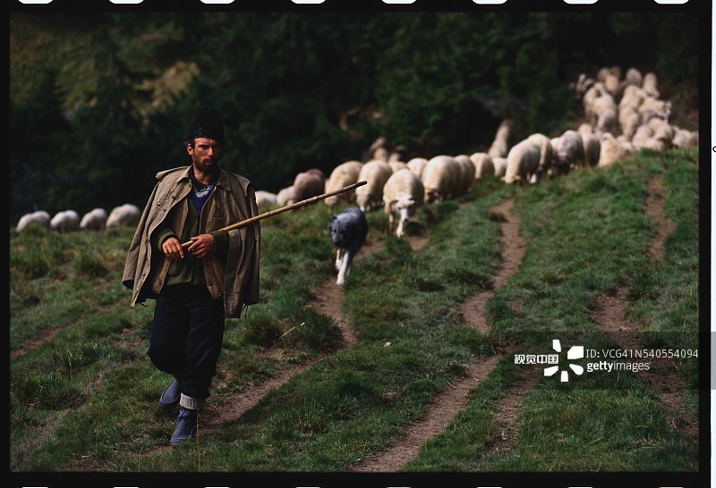 在喀尔巴阡山脉放牧羊群的牧羊人图片素材