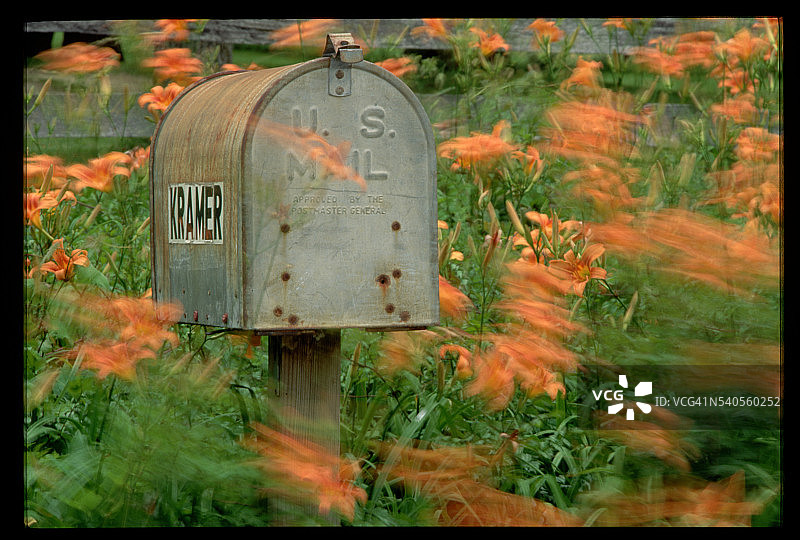 野萱草丛中的邮箱图片素材