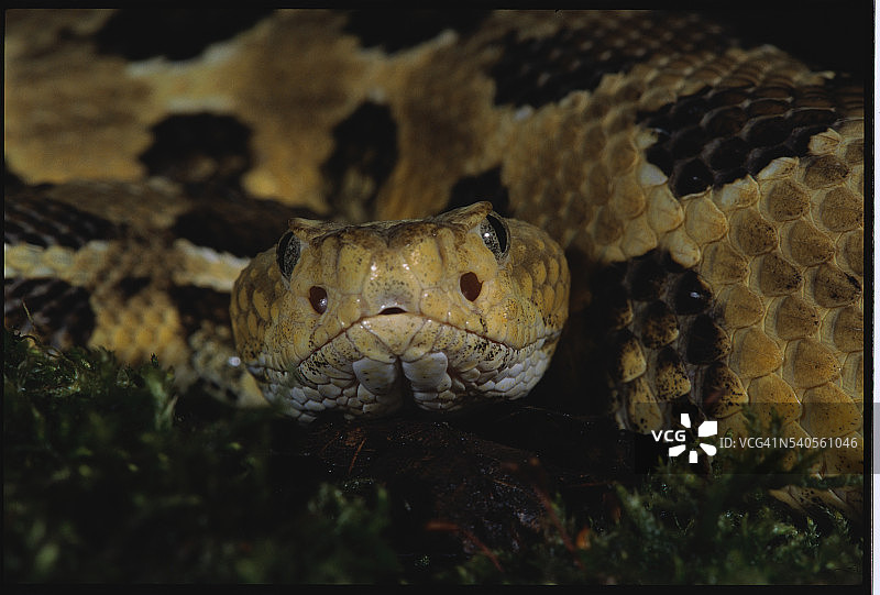 响尾蛇图片素材