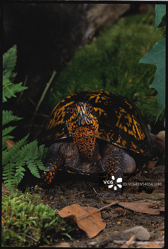 东方箱龟图片素材