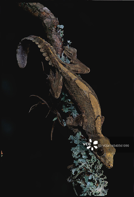 飞壁虎图片素材