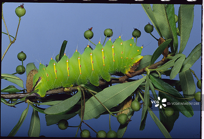 栖息在树枝上的大蚕蛾毛毛虫图片素材
