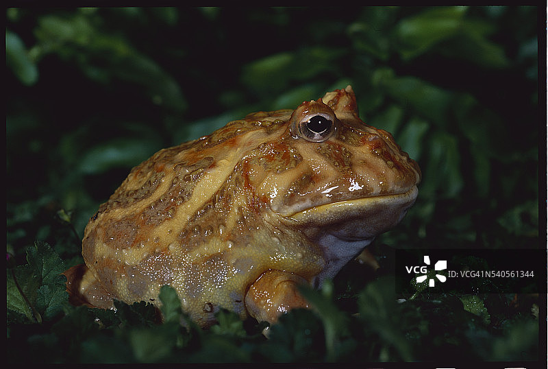 钟角蛙图片素材