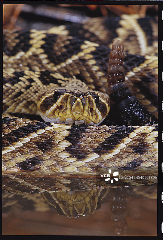 东方菱背响尾蛇图片素材