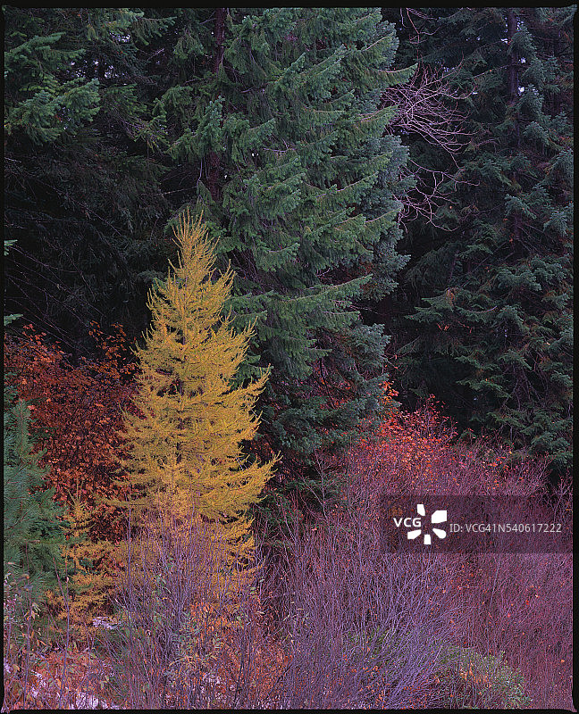 韦纳奇河流域的树木图片素材