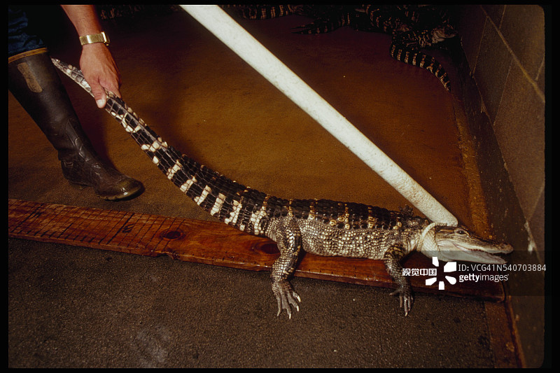 拍摄鳄鱼农场的鳄鱼图片素材