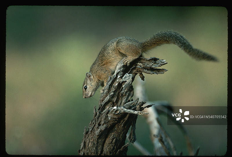 树松鼠在枯树桩上图片素材