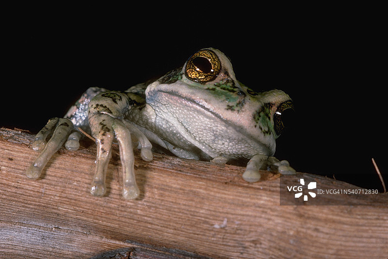 有袋树蛙图片素材