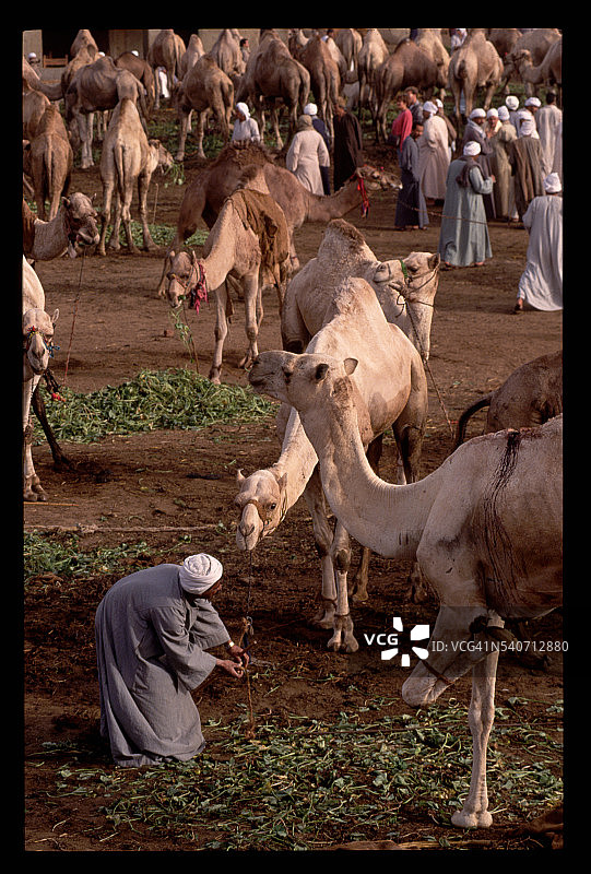 开罗的骆驼市场图片素材