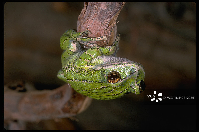 树枝上的有袋蛙图片素材