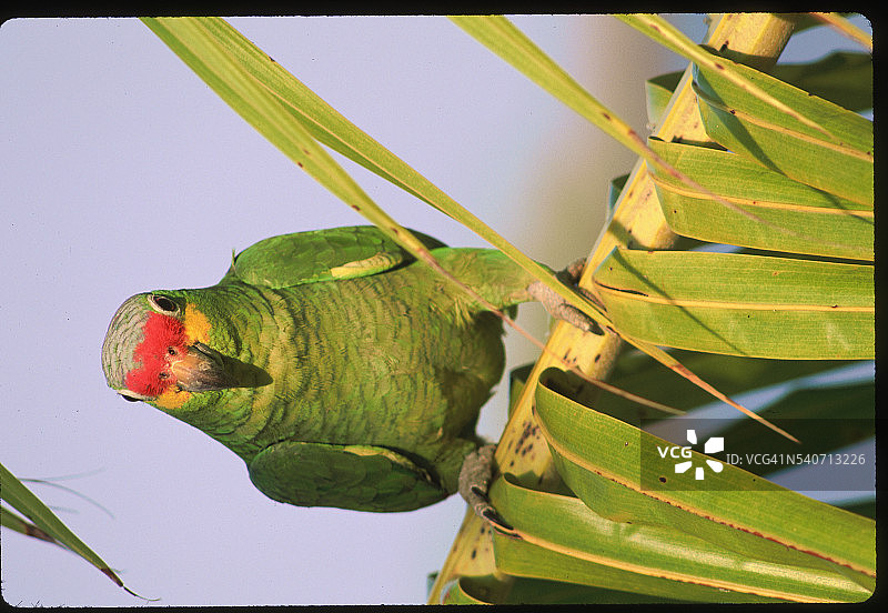 红额亚马逊鹦鹉图片素材