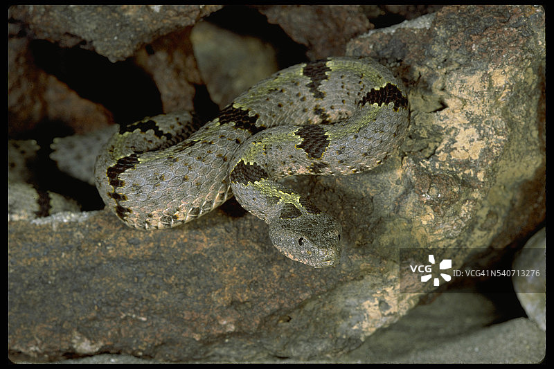 带状岩石响尾蛇图片素材