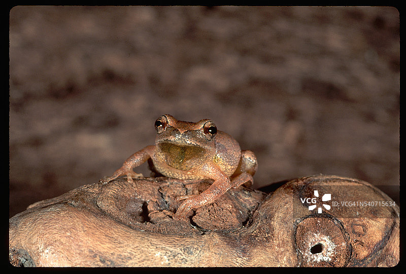 春季鸣蛙图片素材