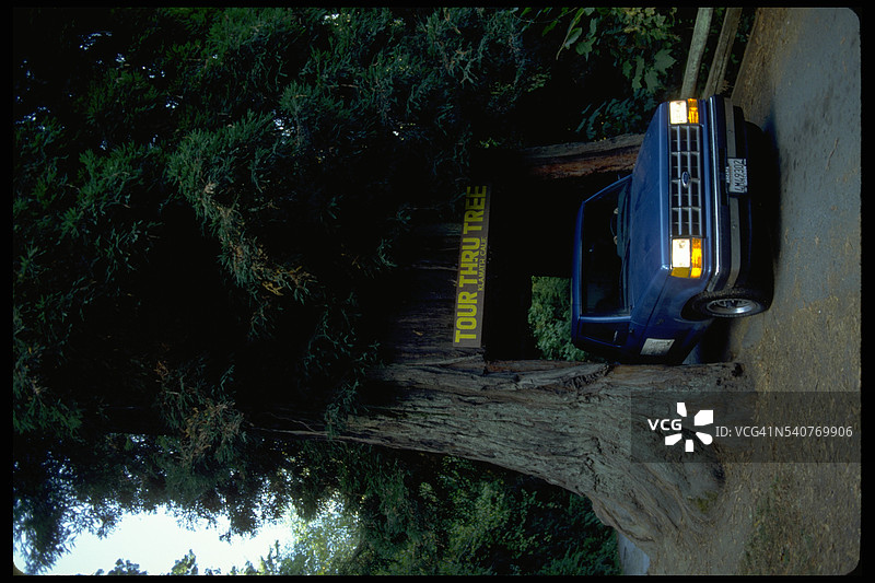 穿越树图片素材