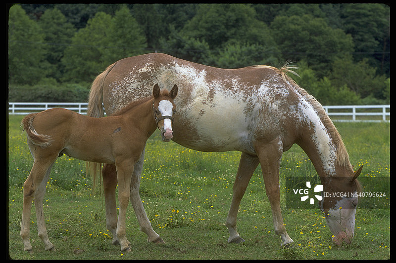 牧场上的小马驹和母马图片素材