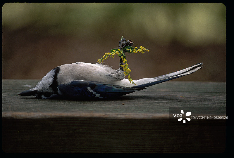 蓝松鸦装死图片素材