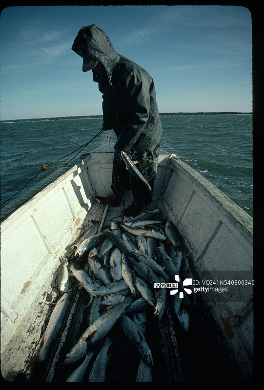 渔夫用网捕捞海鳟鱼图片素材