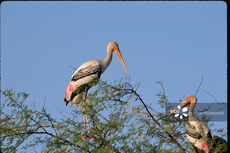 树上的彩鹳图片素材
