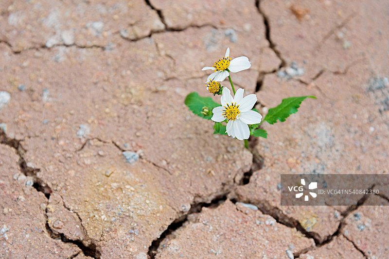 干裂土地中生长的雏菊图片素材