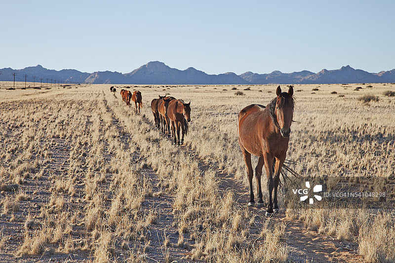 纳米比亚的野马图片素材