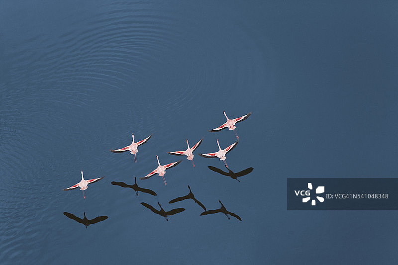 小火烈鸟航拍图片素材