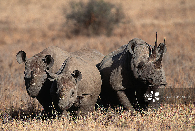 黑犀牛图片素材