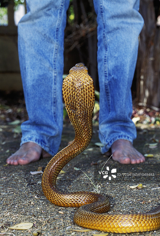 抬头的海角眼镜蛇图片素材
