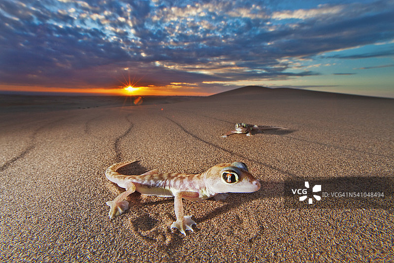 日落时分的纳米布蹼足壁虎图片素材