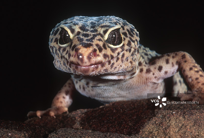 亚洲的豹纹守宫图片素材