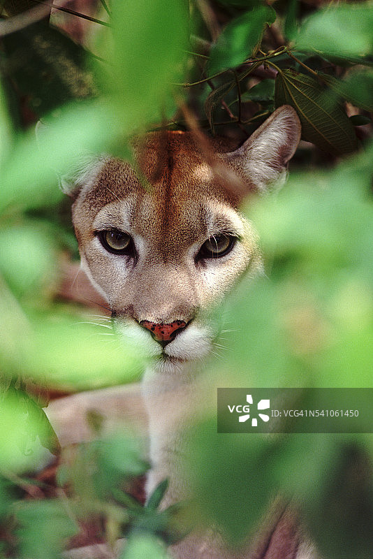 加利福尼亚美洲狮图片素材