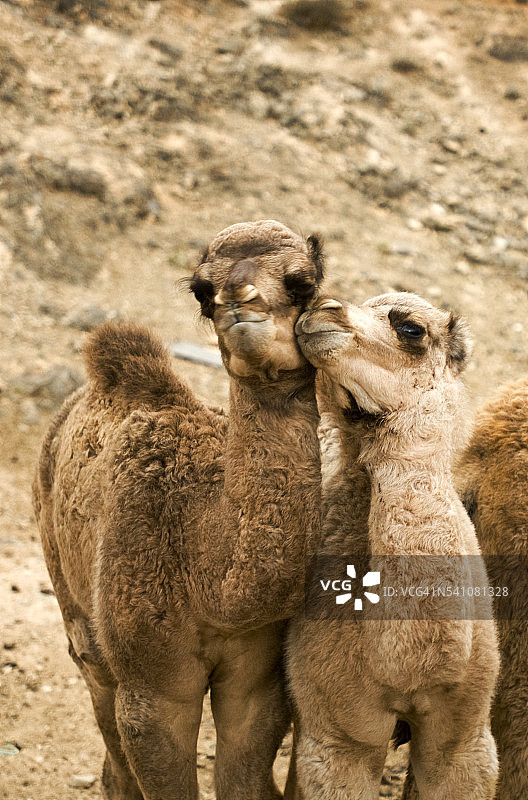 阿曼苏丹国的阿拉伯骆驼图片素材