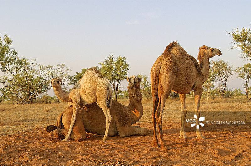 通往菲茨罗伊渡口的道路上的骆驼图片素材