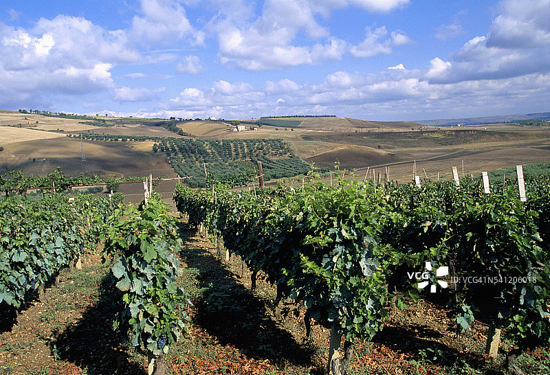阿利亚尼科葡萄的葡萄园图片素材