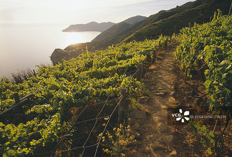 意大利北部科尔尼利亚小径沿线的葡萄园图片素材