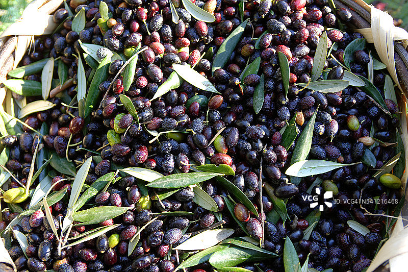 油厂的塔吉亚什橄榄图片素材