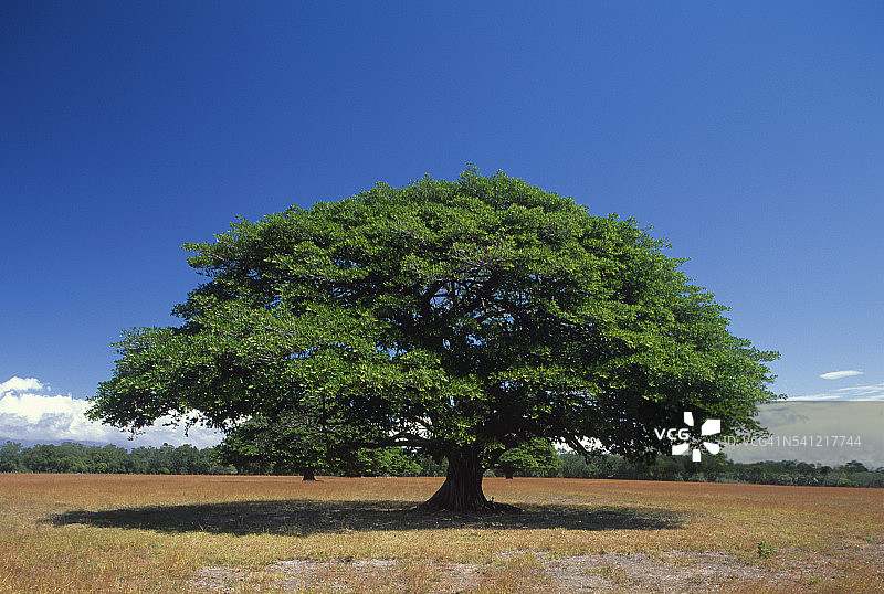 灰烬树图片素材