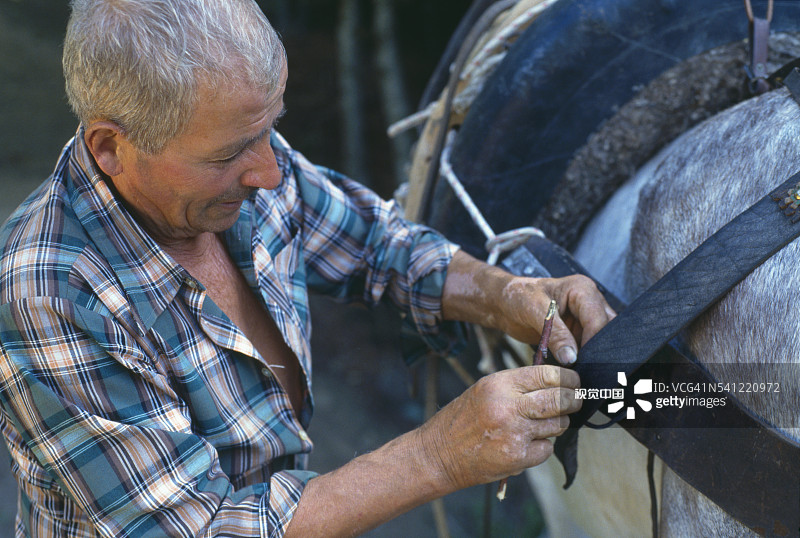 伐木工为役马固定马具图片素材
