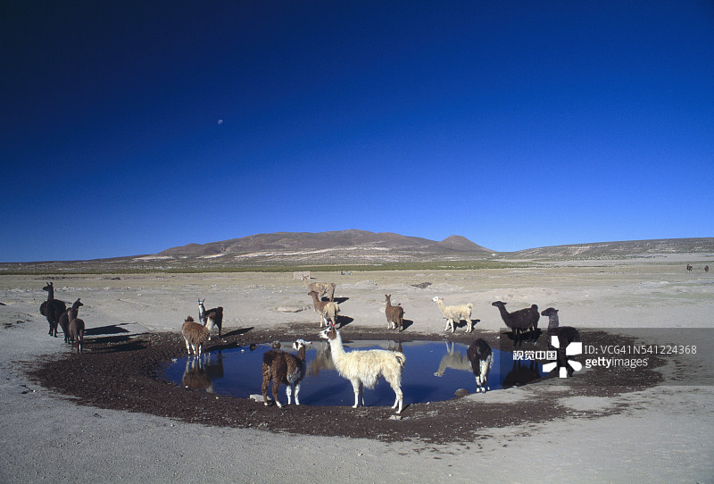 玻利维亚圣胡安村附近的羊驼图片素材
