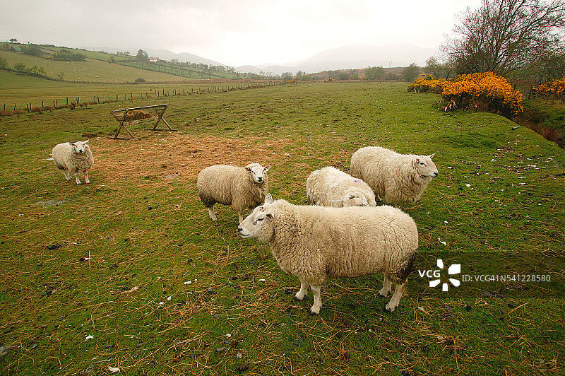 薄雾笼罩的牧场上的绵羊图片素材
