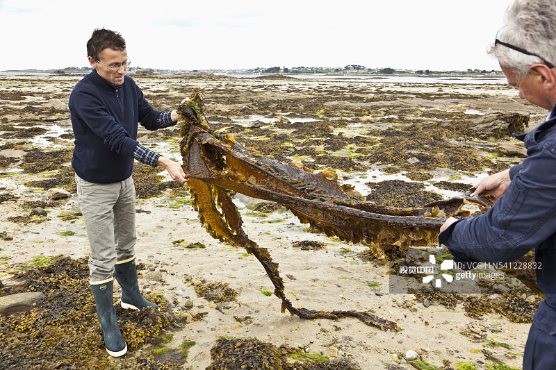 两名男子在退潮时检查一片海藻图片素材