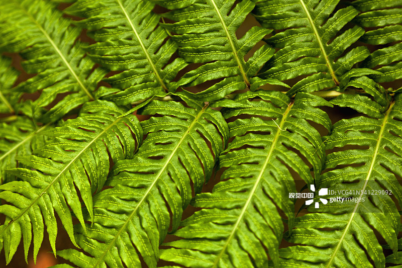 法国罗斯科夫热带花园图片素材