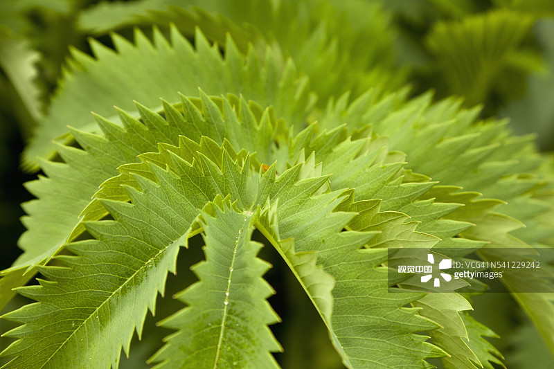 异国情调花园图片素材