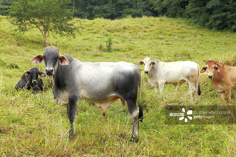 阿雷纳火山国家公园图片素材