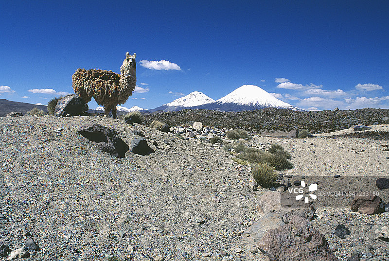 在牧场和帕里纳科塔山远处眺望的原驼图片素材