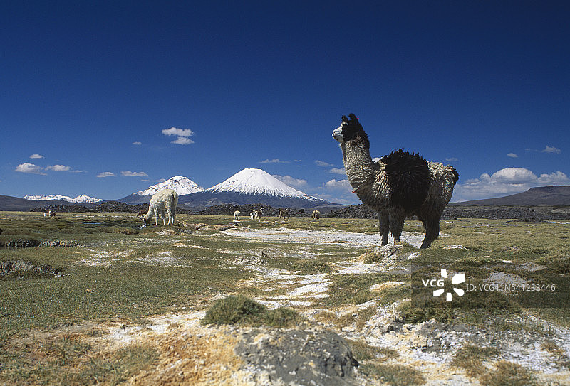 在牧场和远处帕里纳科塔火山的原驼图片素材
