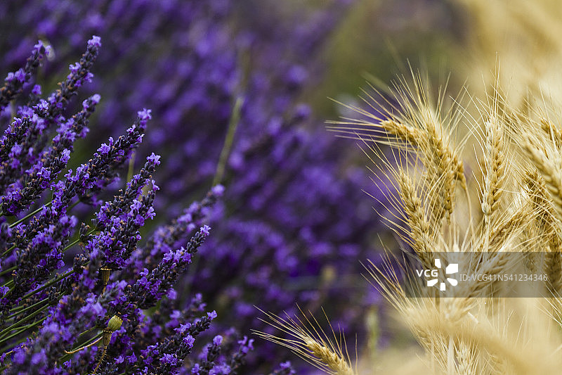 薰衣草和谷物田野图片素材