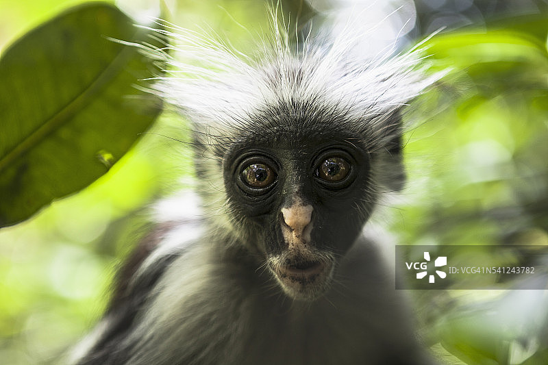 红疣猴图片素材