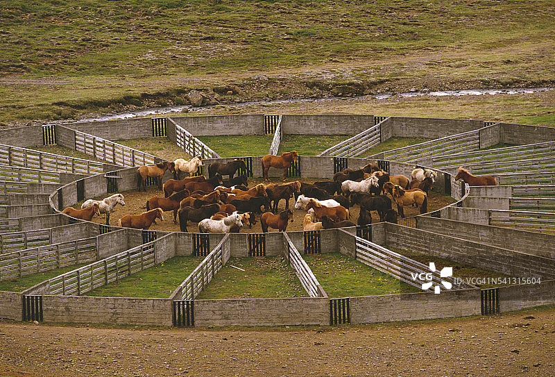畜栏里的马图片素材